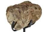 Hadrosaur (Edmontosaurus) Cervical Vertebra Centrum - Montana #244650-2